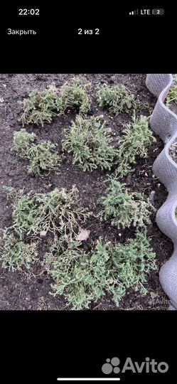 Туя боулинг болл саженцы