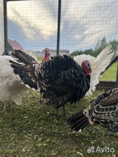 Индюки домашние