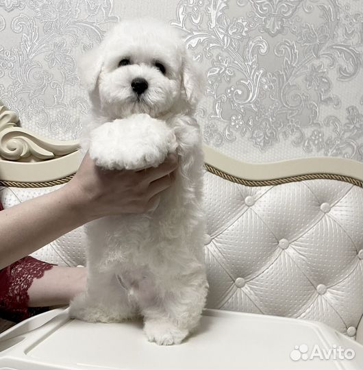 Бишон фризе мальчик