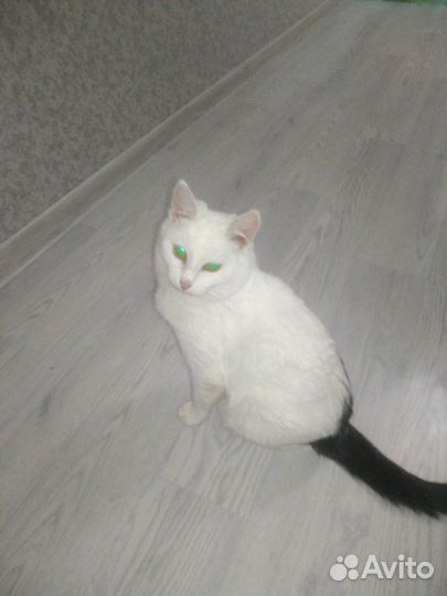 Отдам ласковую кошечку