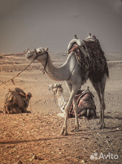 Цифровая мыльница Canon PowerShot A560 + примеры