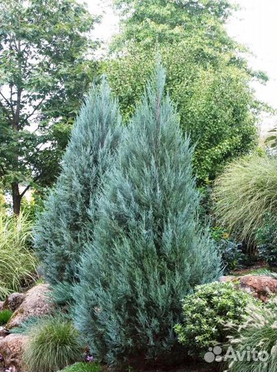 Можжевельник скальный «Мунглоу»