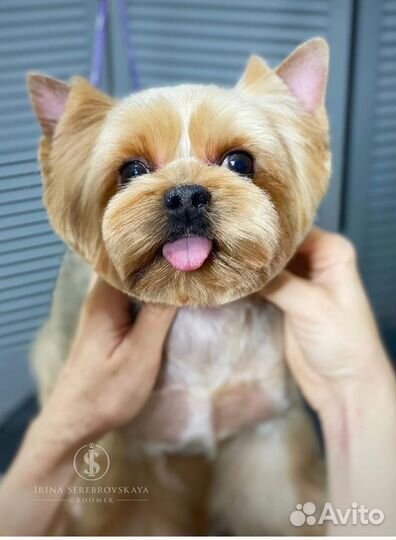 Стрижка собак. Груминг. Стрижка кошек