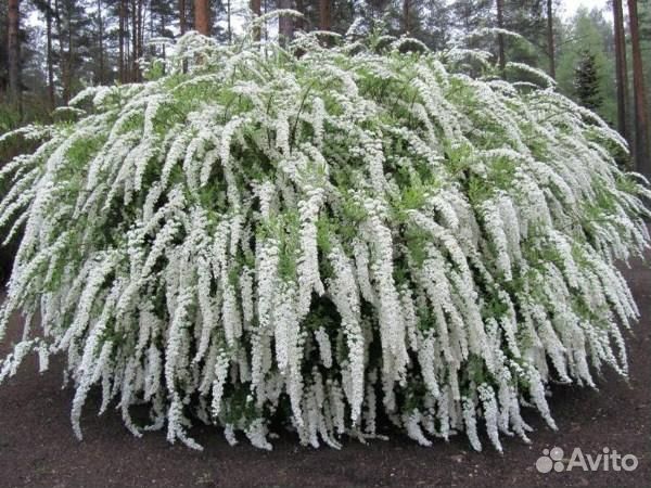 Спирея Грефштейм