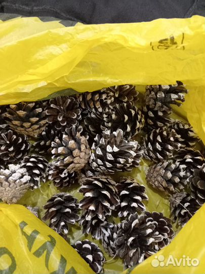 Шишки для Александры