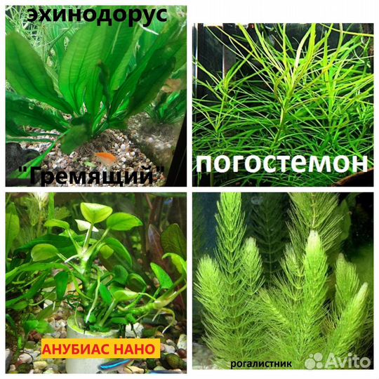 Рыбки.Растения