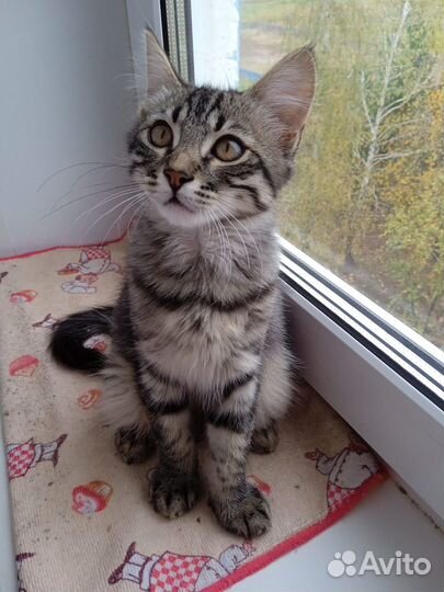 Котята бесплатно