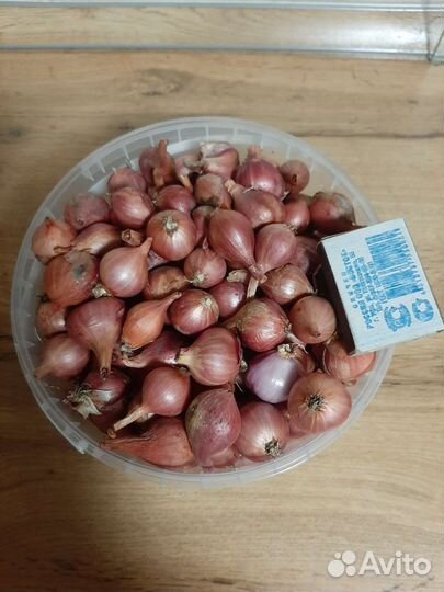 Лук семейный (шалот)