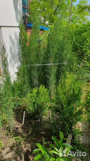 Кипарисы. Туи