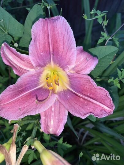 Хоста Спирея Лилейник зкс