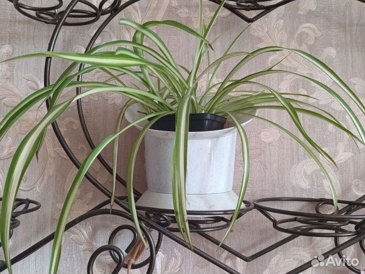 Хлорофитум