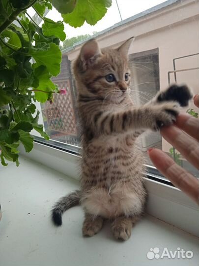 Котятки шотландские