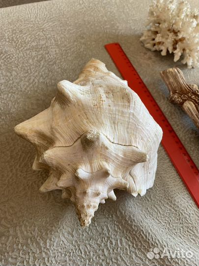 Ракушки морские