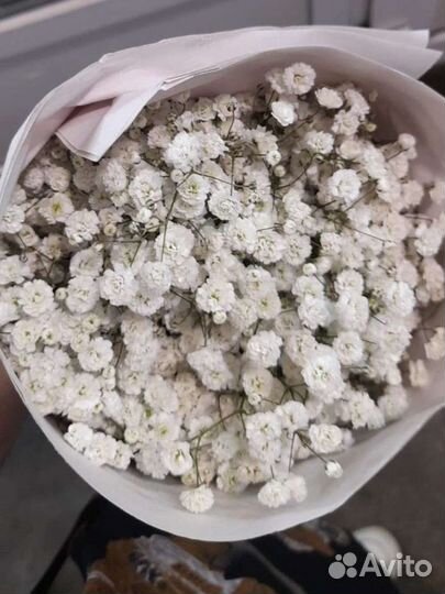 Гипсофила опт