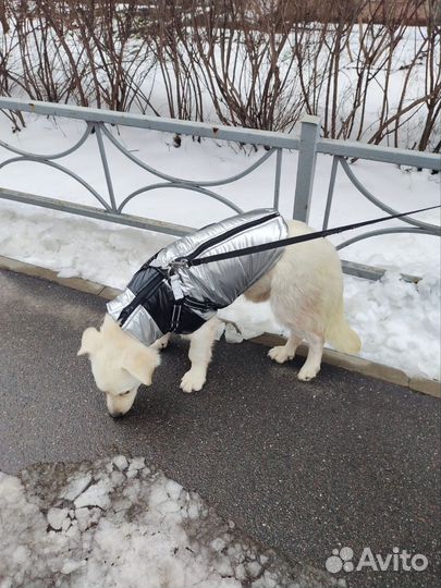 Собака в добрые руки отдам бесплатно