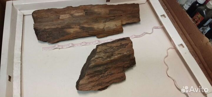 Дерево окаменелое