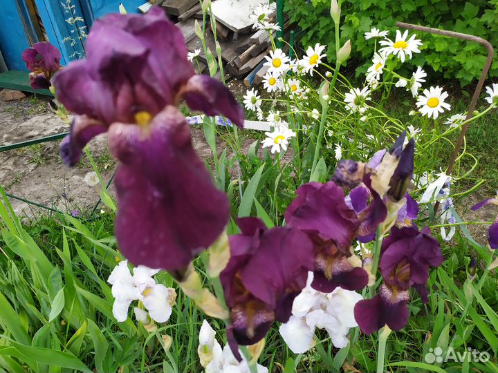 Ирисы