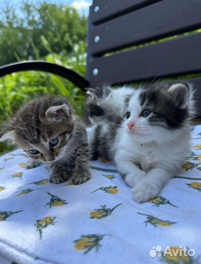 Котята в добрые руки