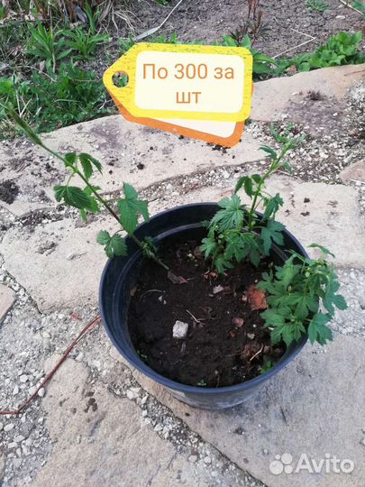 Хмель, саженцы