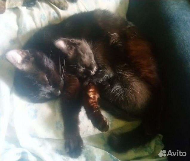 Котята 2 мальчика