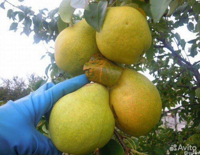 Саженца груши розница опт