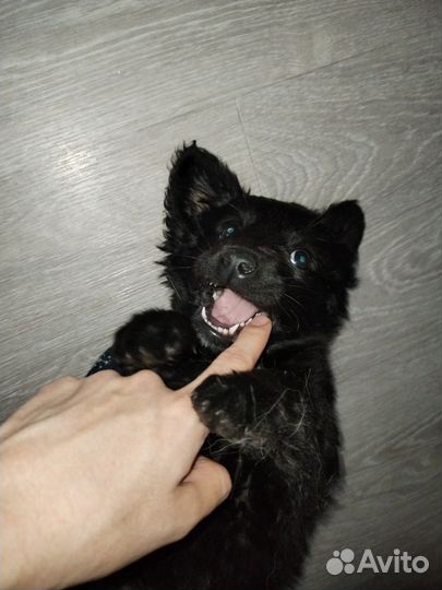 Щенок девочка в добрые руки