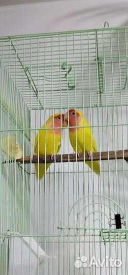 Неразлучники