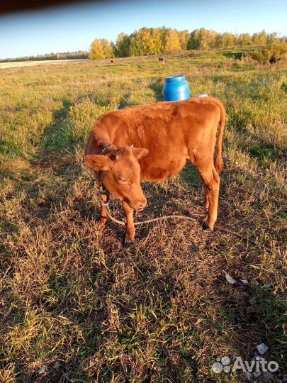 Бычки и телята