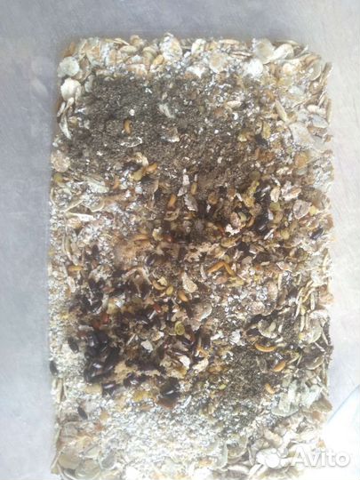 Жук-знахарь с личинками