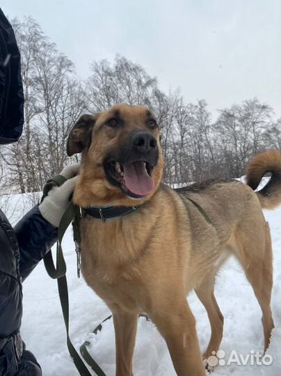 Собака бесплатно из приюта