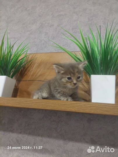 Котёнок девочка