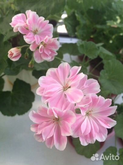 Пеларгония герань