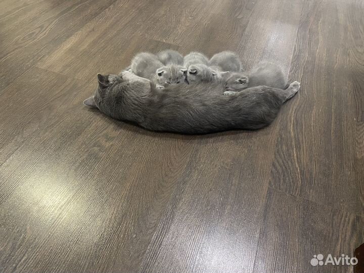 Шотландские котята
