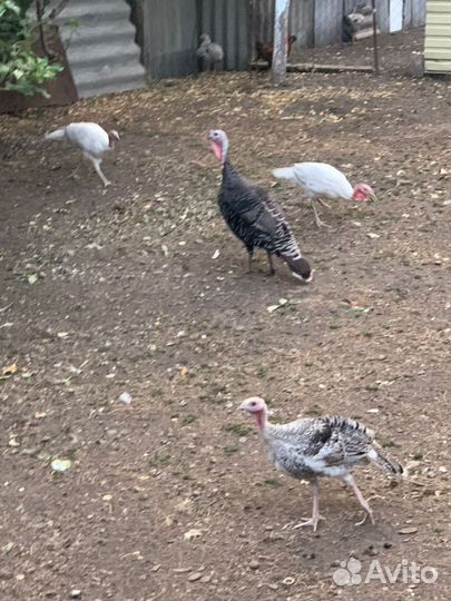 Индюки индюшата