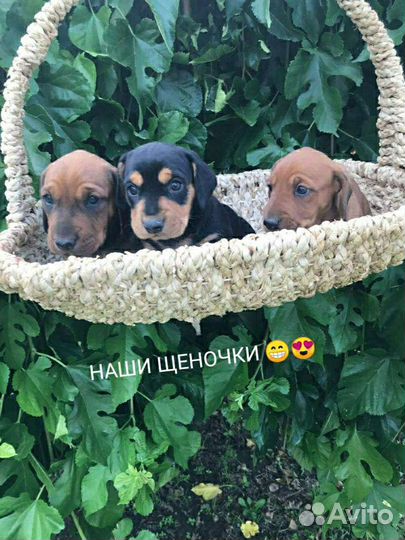 Такса щенки