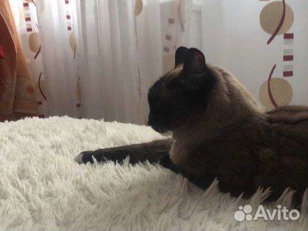 Передержка животных