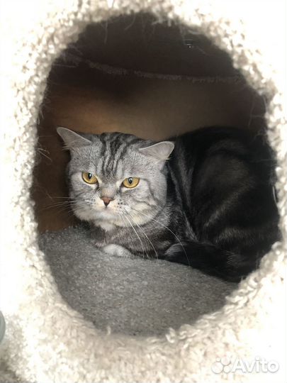 Кот для вязки