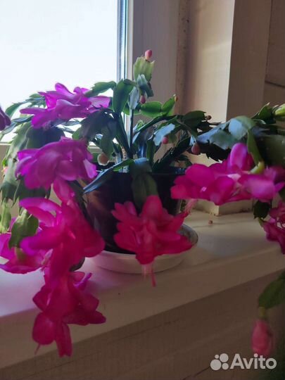 Комнатные цветы