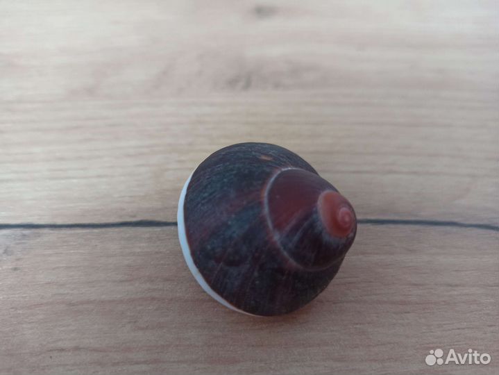 Морская раковина