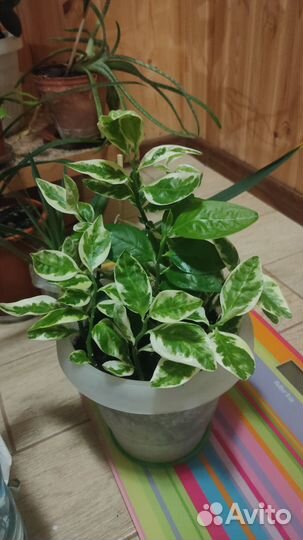 Педилантус