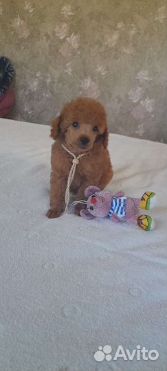 Щенки пуделя