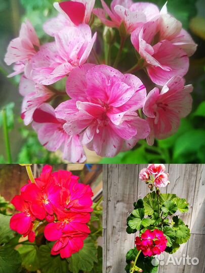 Уникальный трибрид Пеларгония Герра