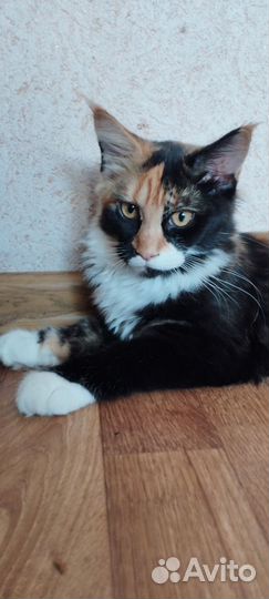Кошка мей кун