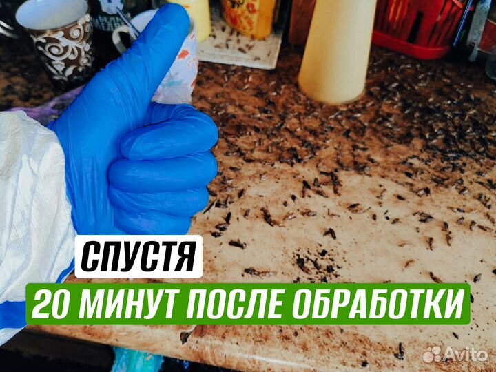 Уничтожение насекомых тараканов