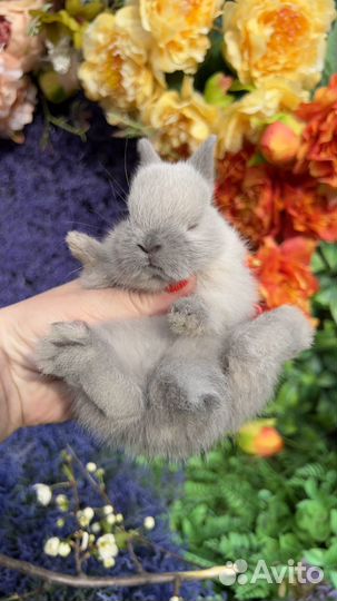 Mini Кролики декоративные