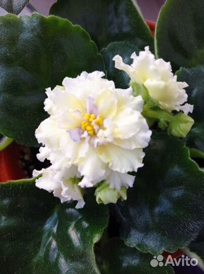 Фиалка сортовая