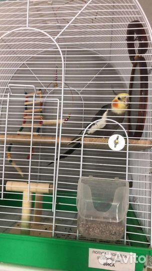 Ручной говорящий попугай