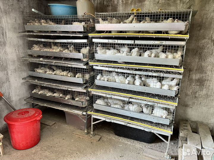 Перепелиная ферма