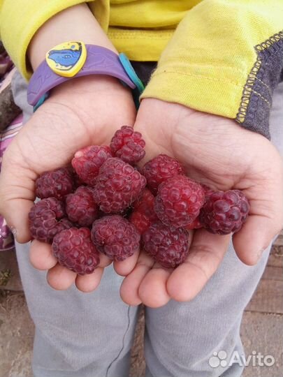 Ремонтантная малина