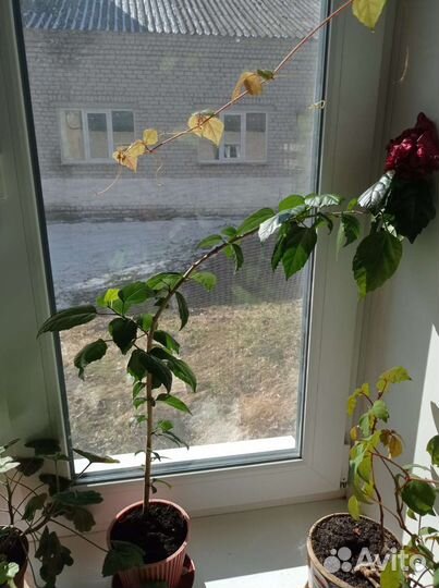 Гибискус китайская роза